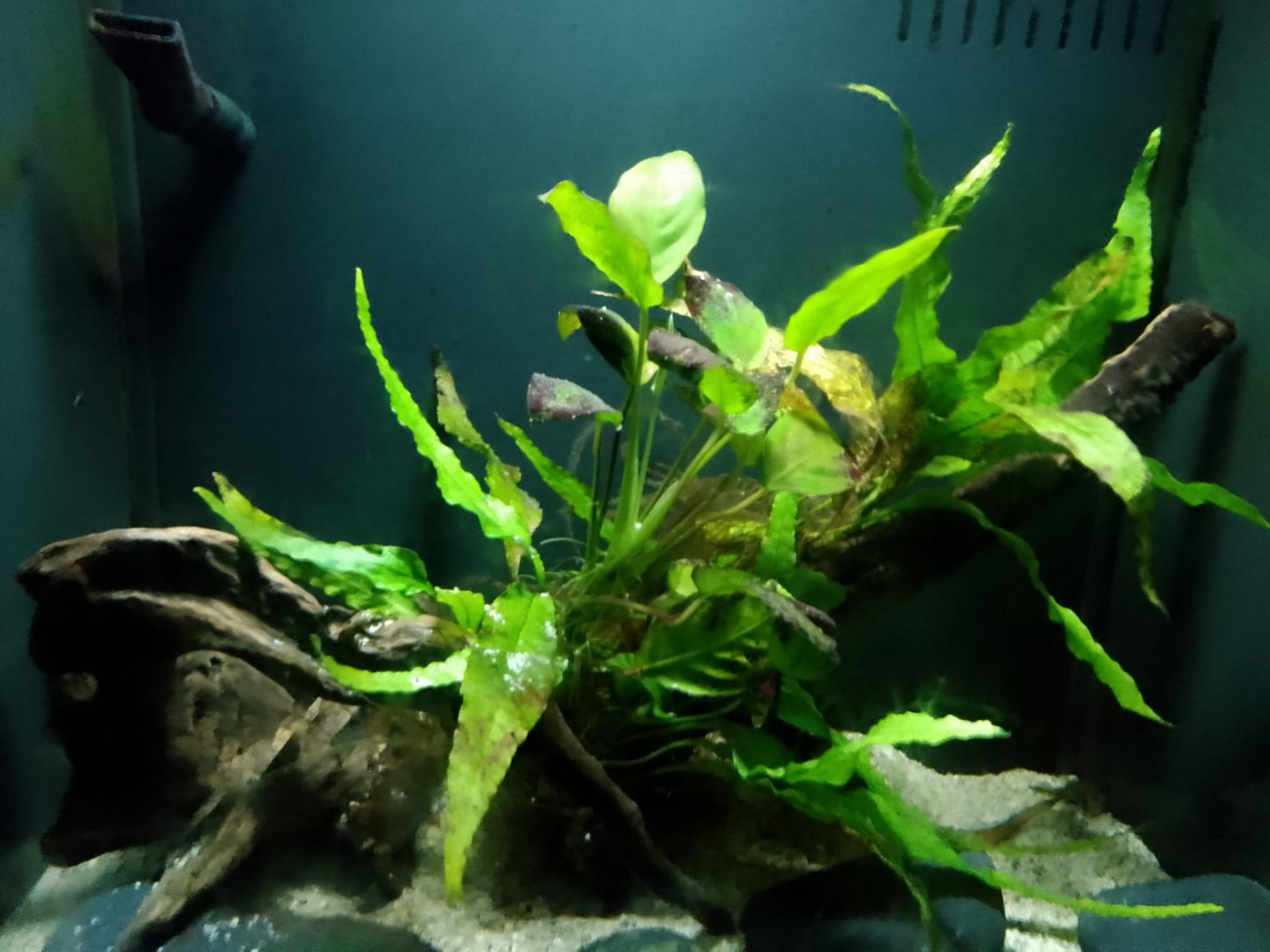 Dwarf Pufferfish aquarium