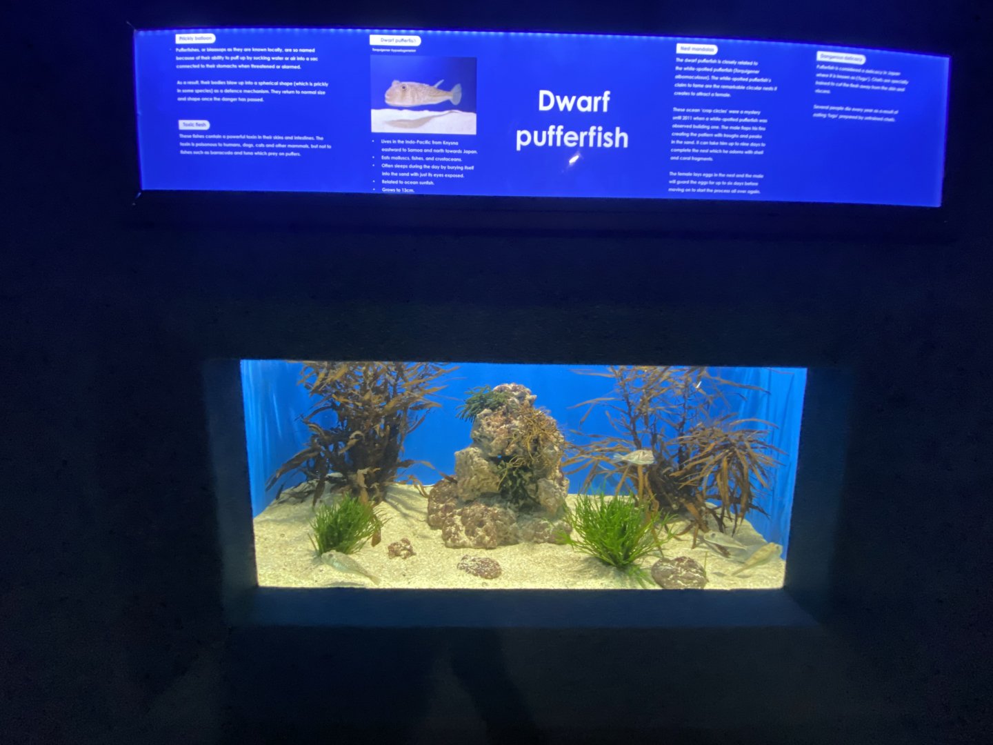 Dwarf pufferfish aquarium