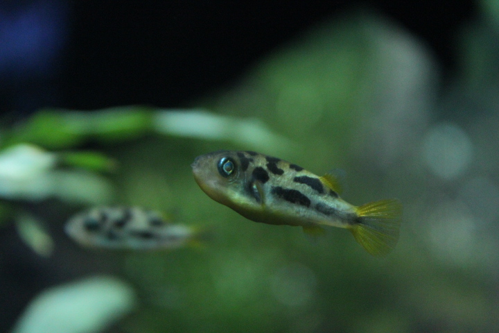 Dwarf pufferfish (Carinotetraodon travancoricus) - Dunia Air Tawar & Serangga