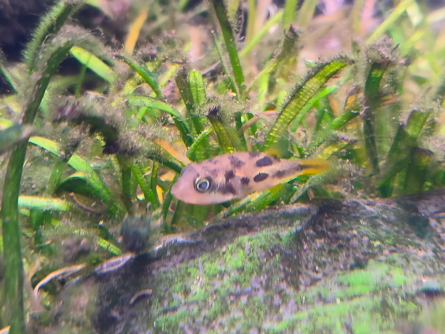 Dwarf Pufferfish (Carinotetraodon travancoricus)