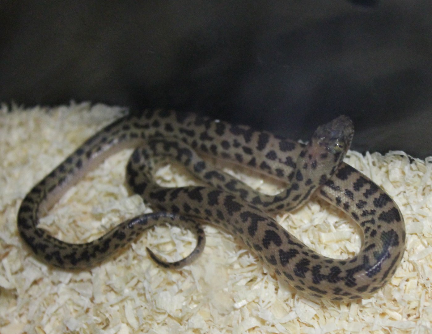 Dwarf Python - Antaresia maculosa