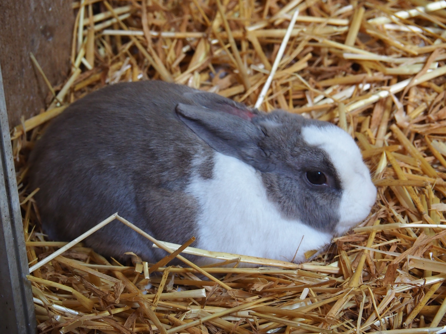 Dwarf rabbit (Oryctolagus cunniculus f. domesticus)