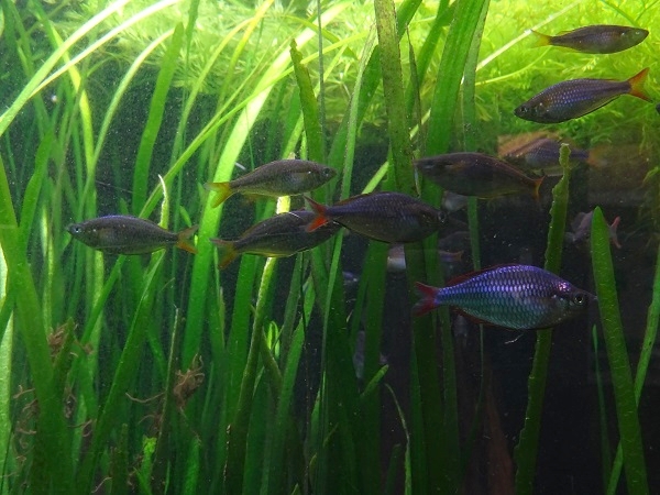 Dwarf rainbowfish (Melanotaenia praecox) (07/22)