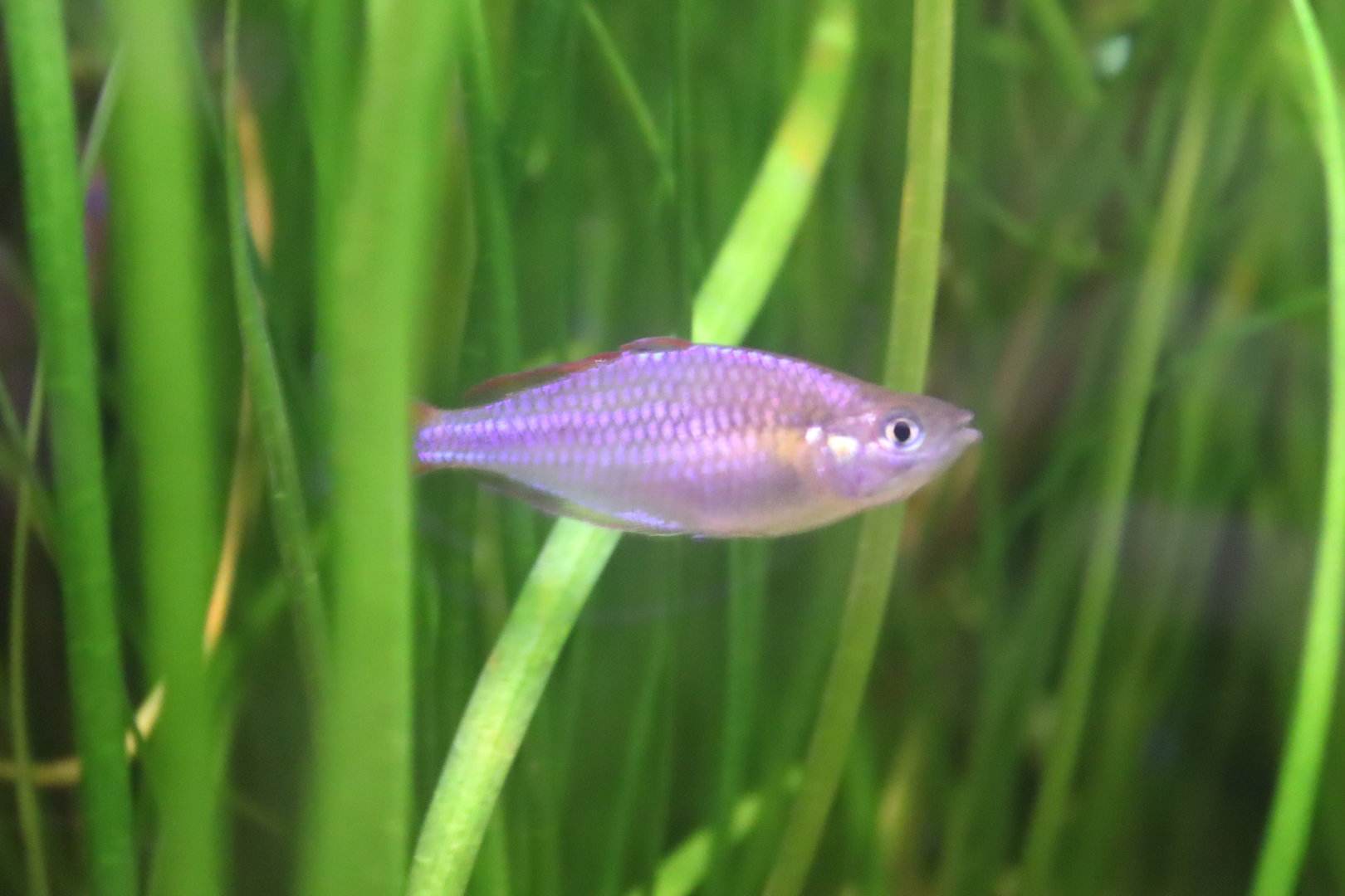 Dwarf Rainbowfish (Melanotaenia praecox)