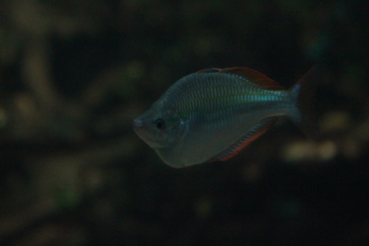 Dwarf rainbowfish (Melanotaenia praecox)