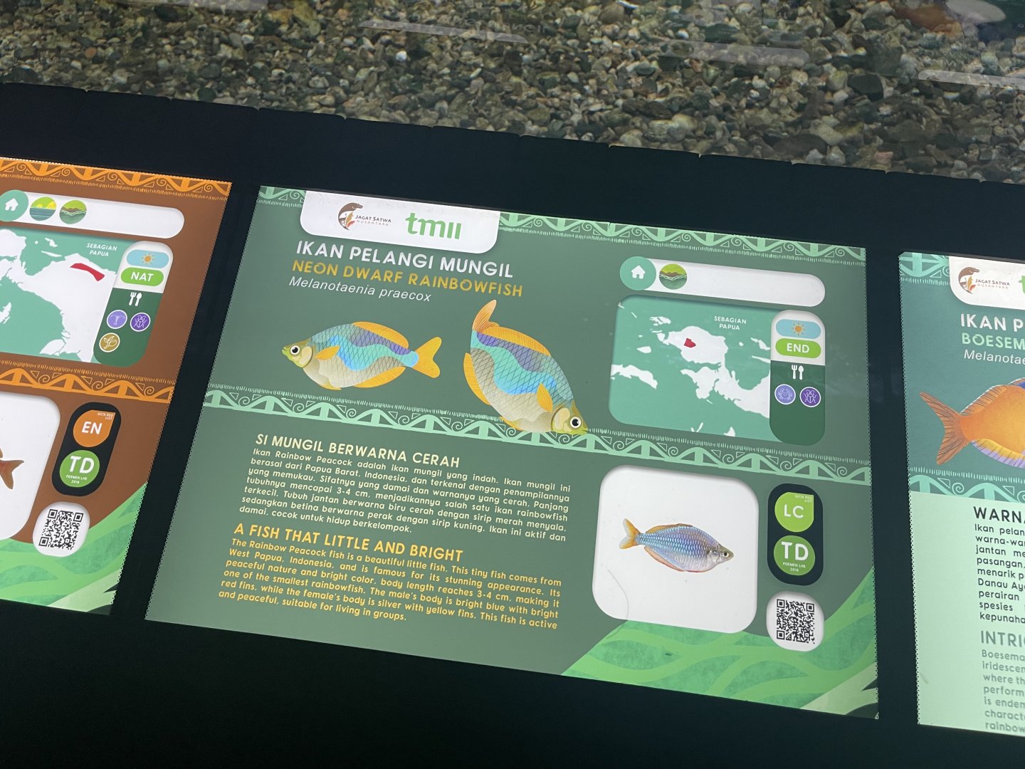 dwarf rainbowfish signage - dunia air tawar