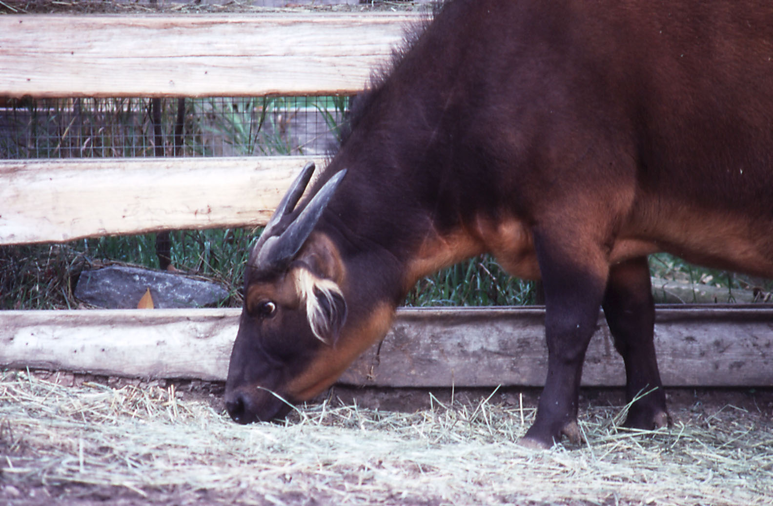 Dwarf Red Buffalo - 1987