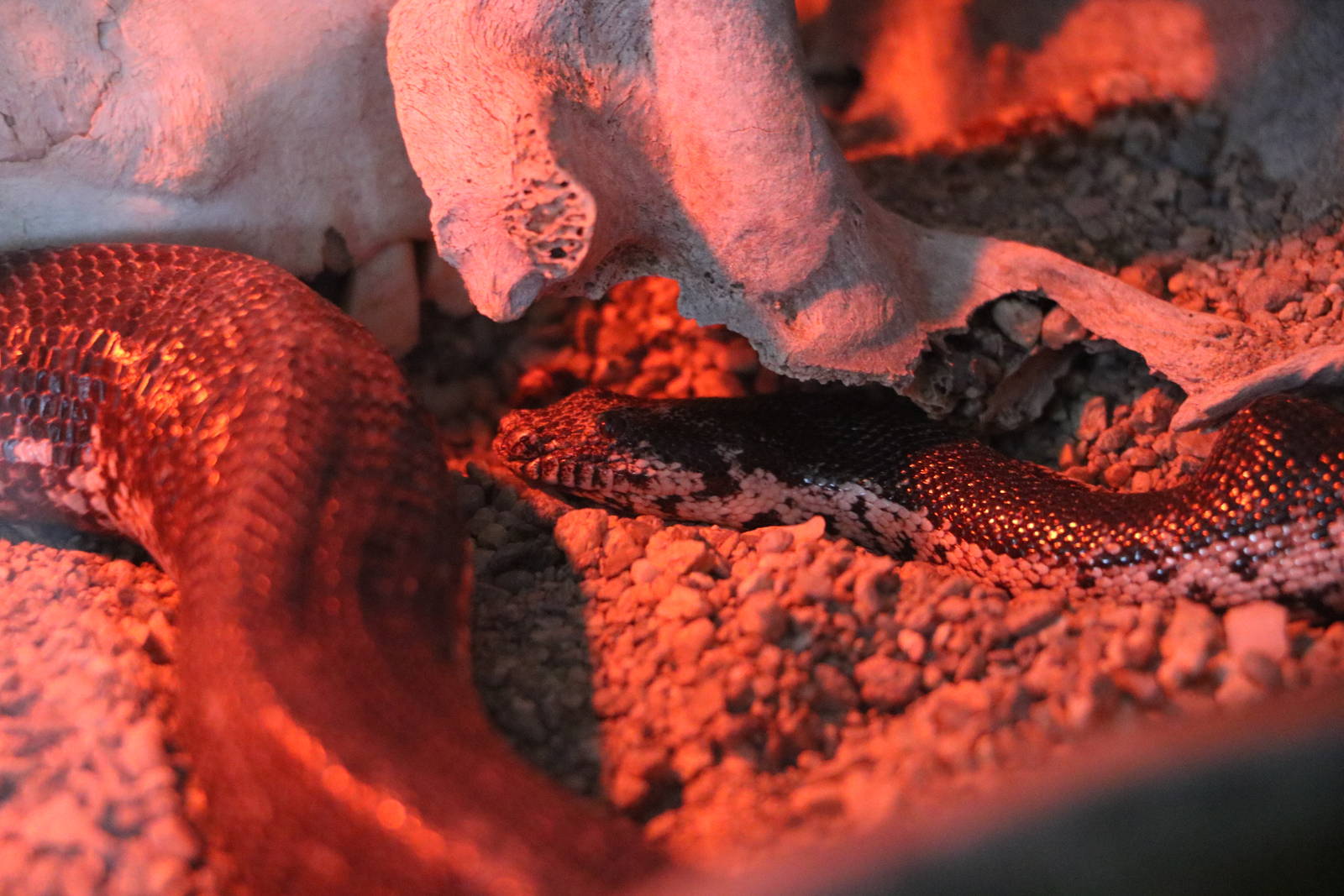 Dwarf sand boa, February 2016