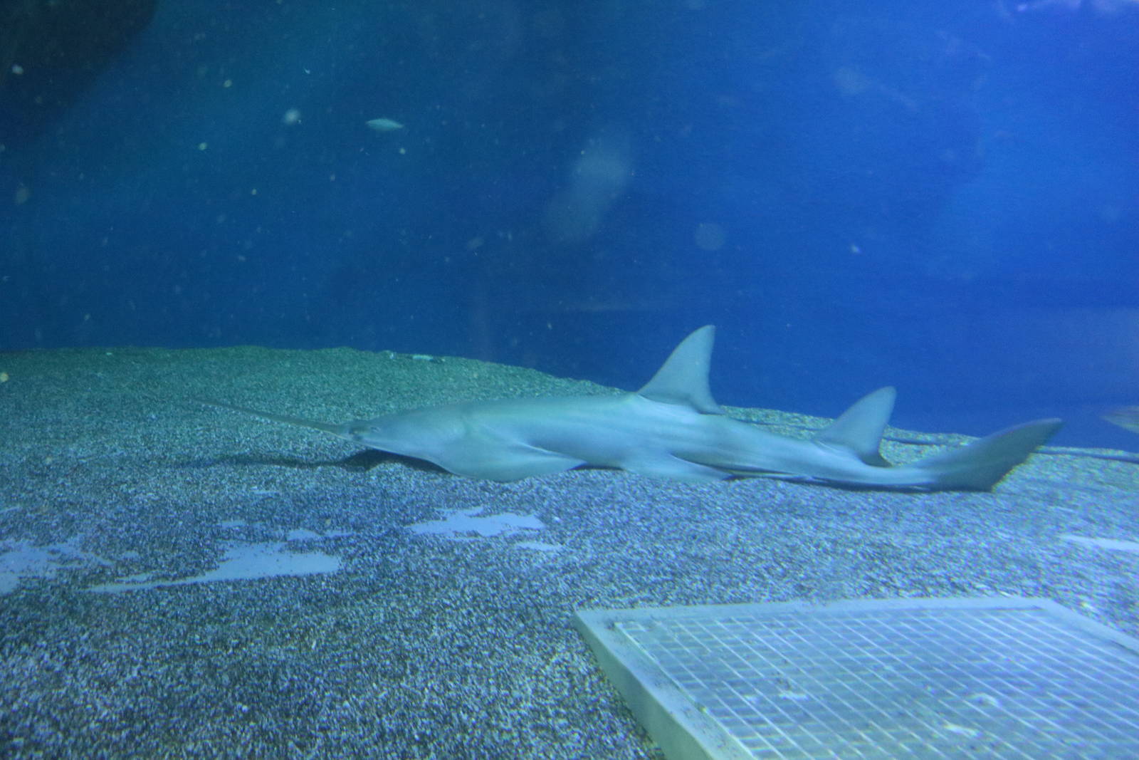 Dwarf sawfish - EPSON Aqua Park, February 2016