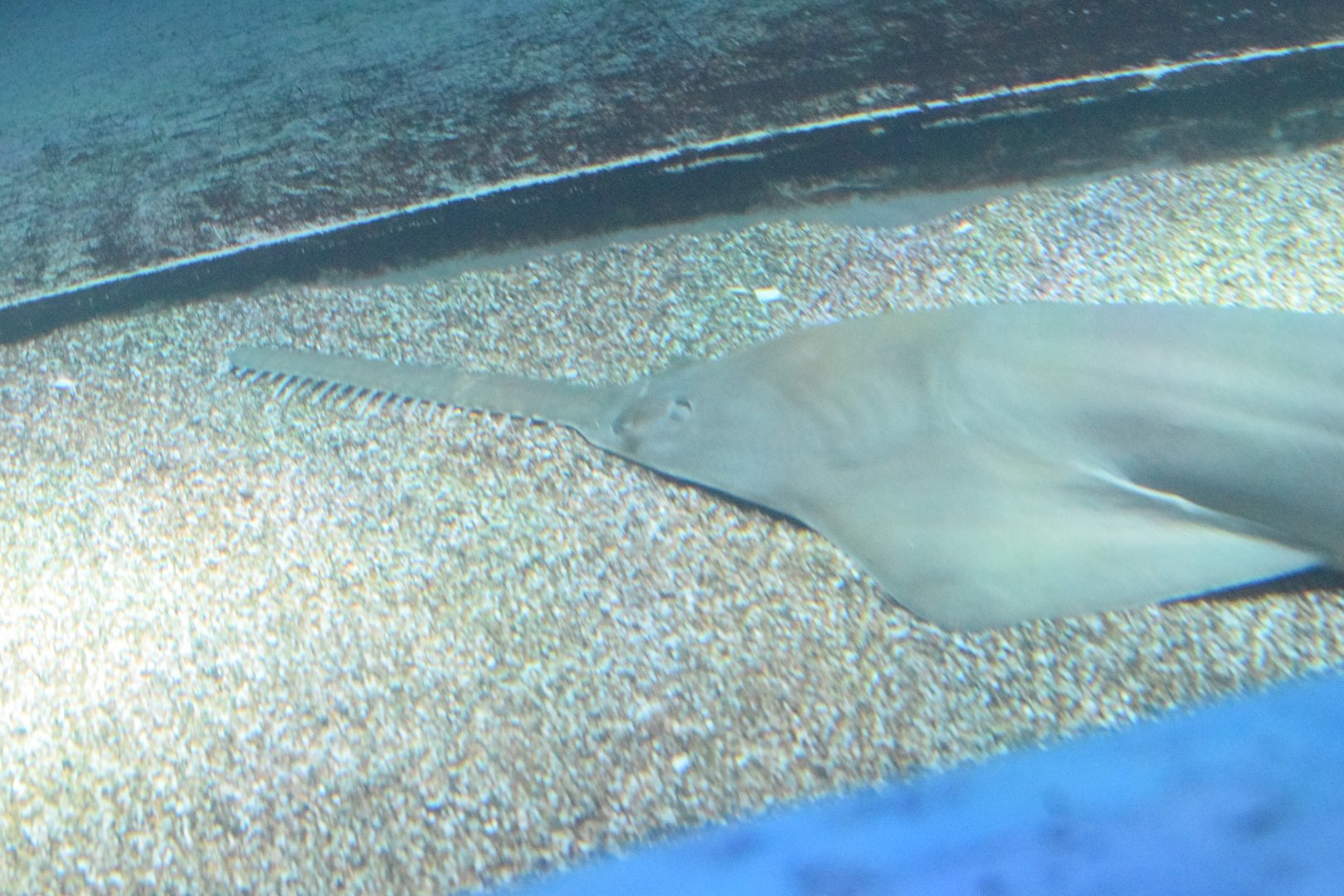 Dwarf sawfish - Maxell Aqua Park Shinagawa