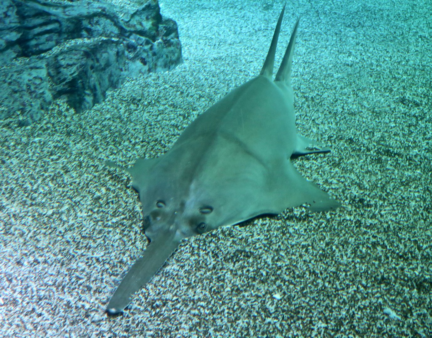 Dwarf Sawfish (Pristis clavata)