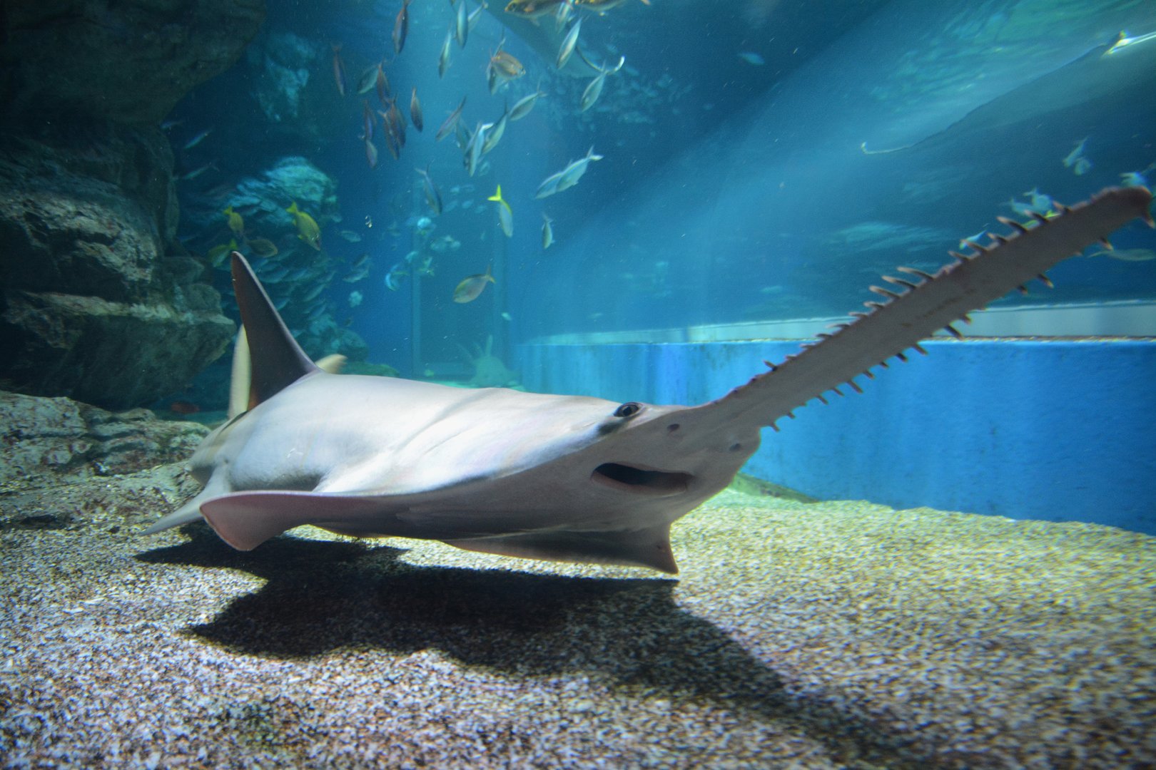 Dwarf sawfish (Pristis clavata)