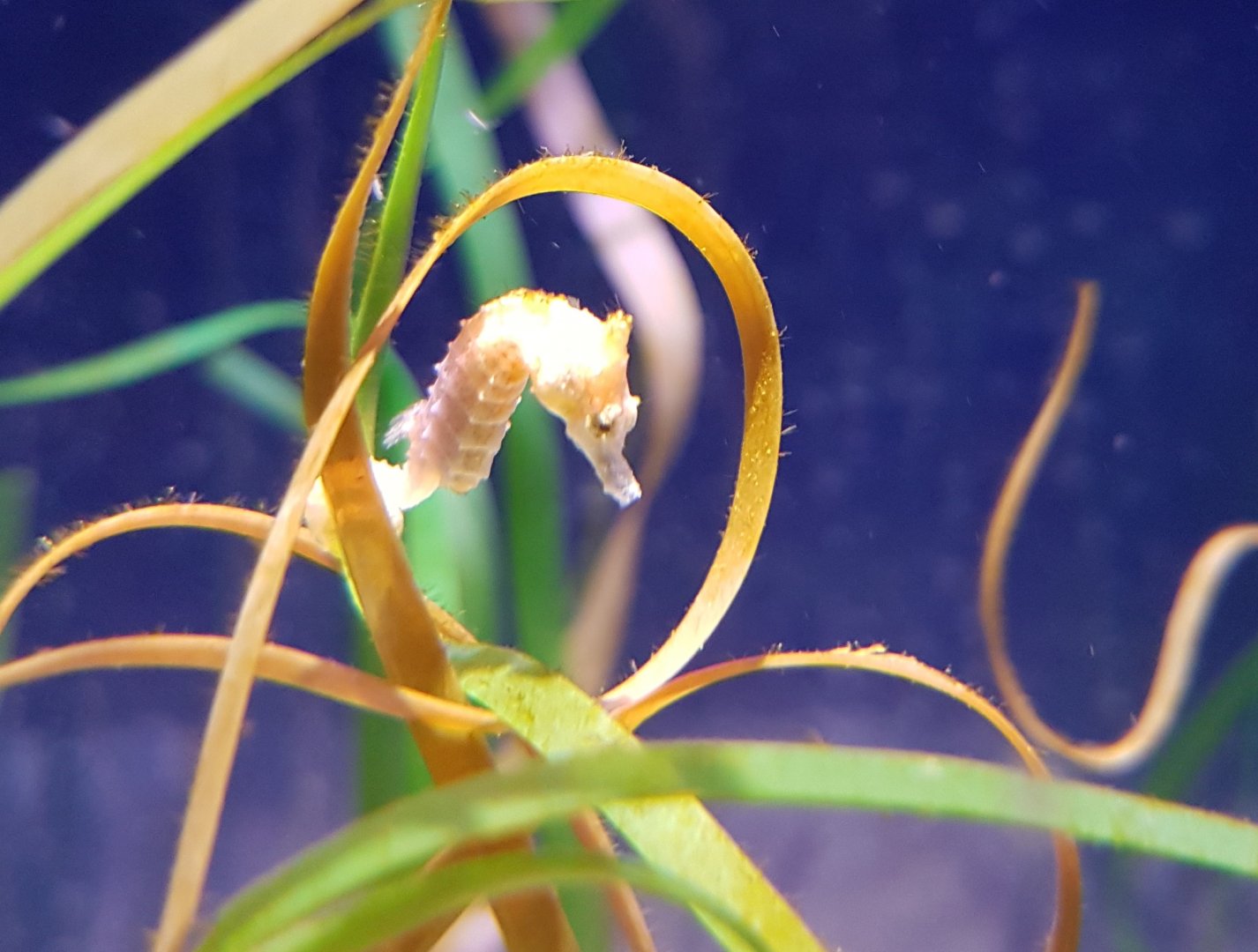 Dwarf seahorse - Hippocampus zosterae