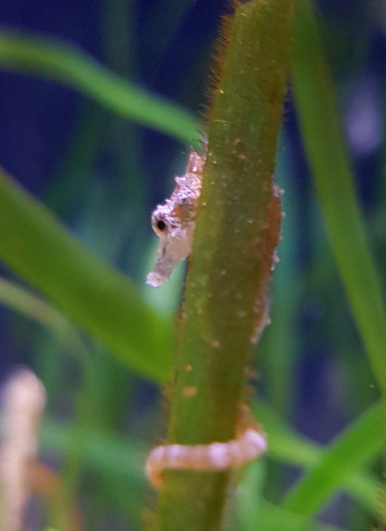 Dwarf seahorse - Hippocampus zosterae