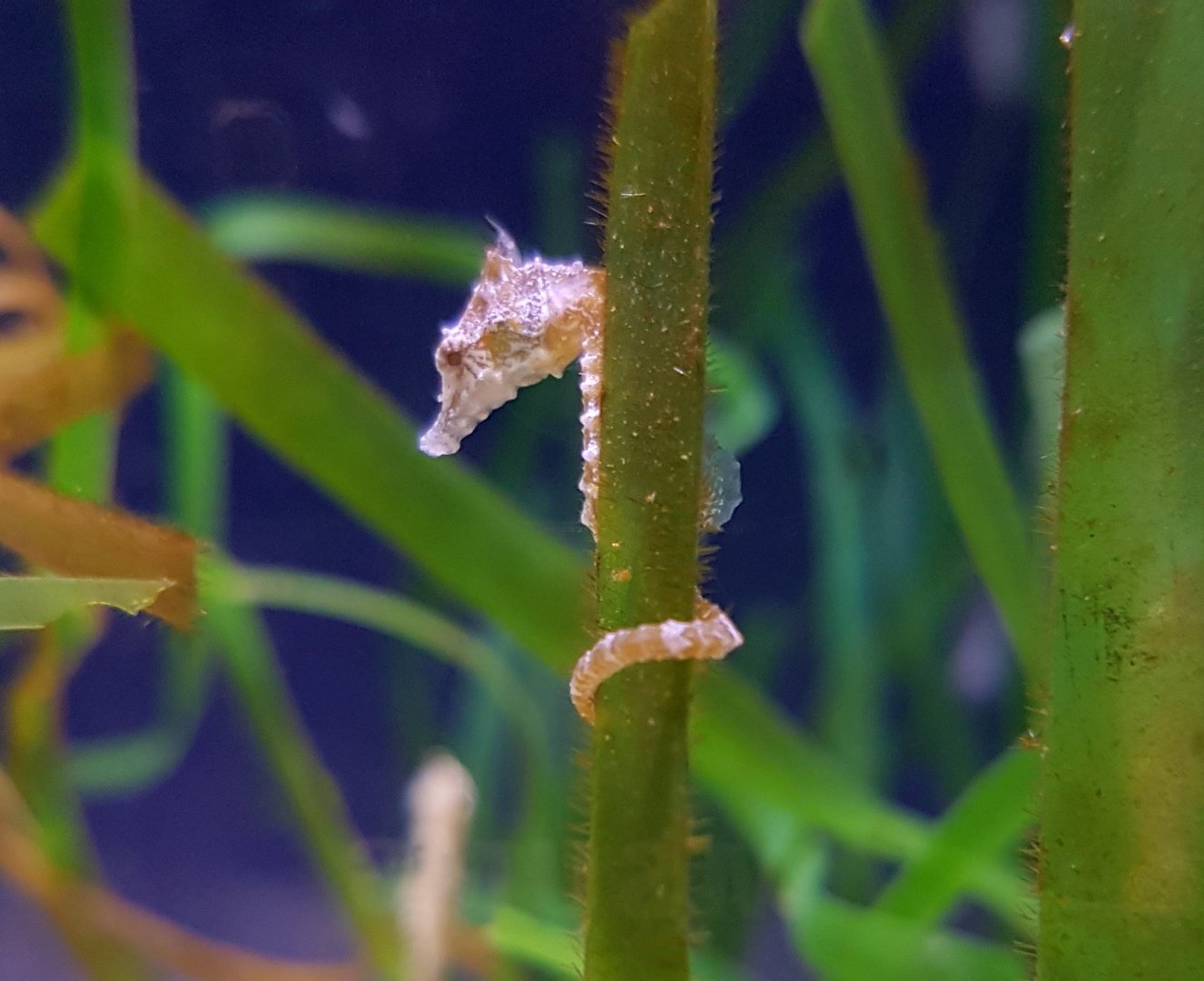 Dwarf Seahorse - Hippocampus zosterae