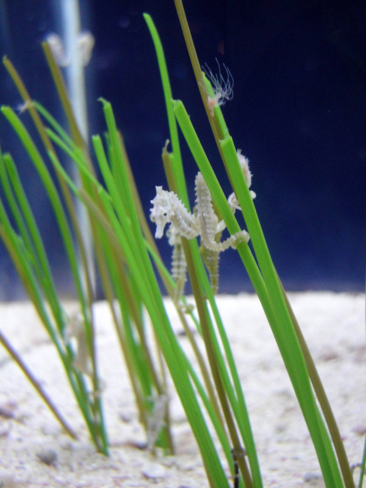 Dwarf Seahorse