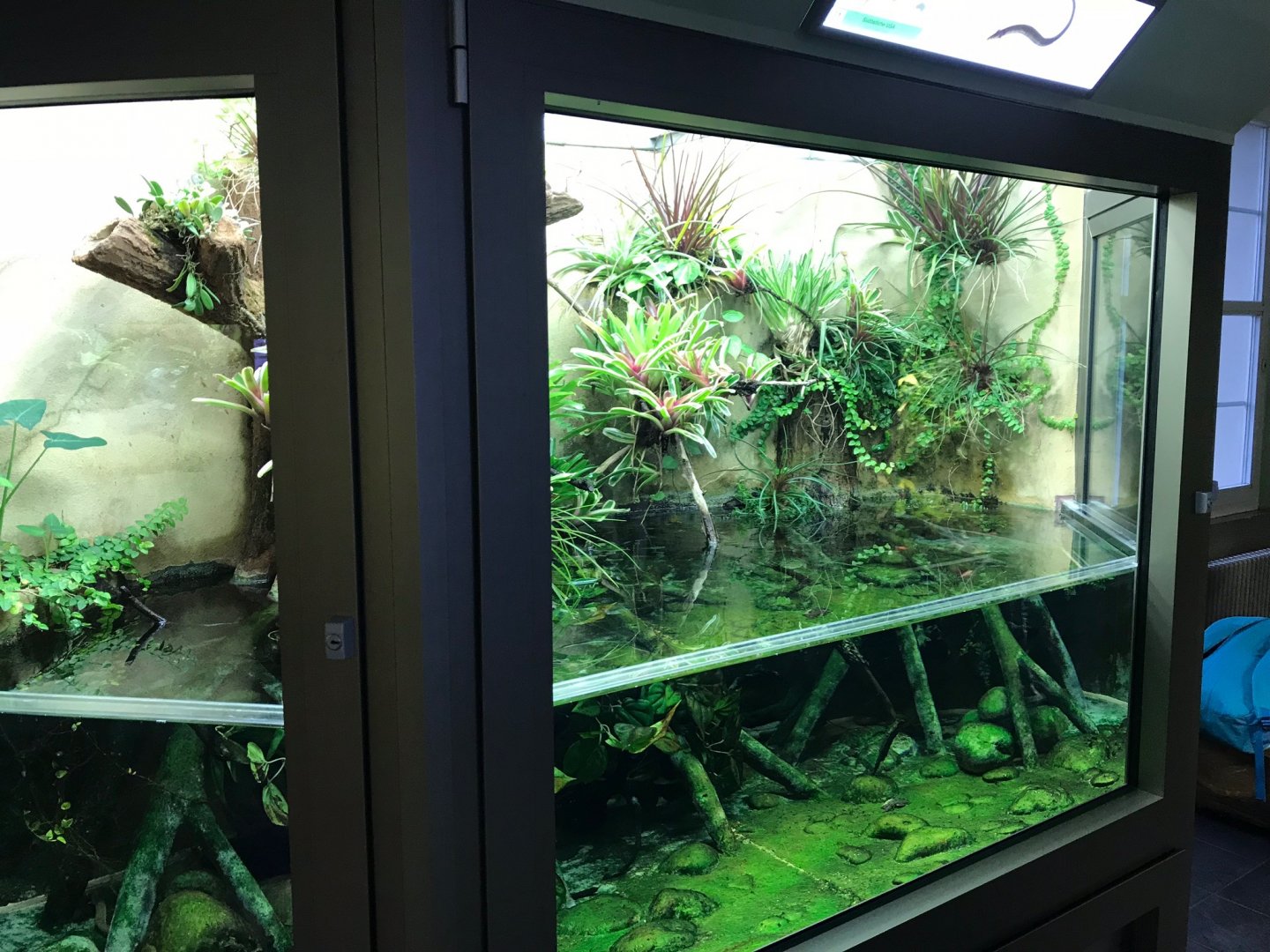 Dwarf siren exhibit 270118