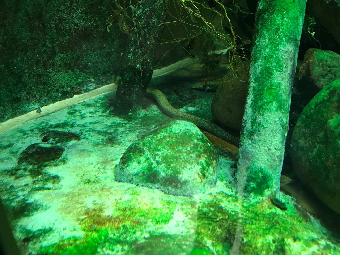 Dwarf siren (Siren intermedia) 270118