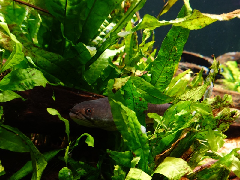 Dwarf snakehead (Channa limbata)
