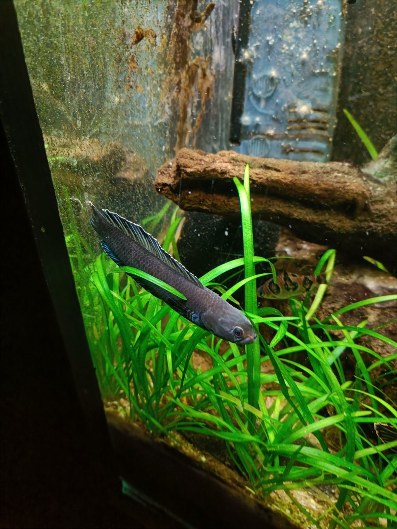 Dwarf Snakehead