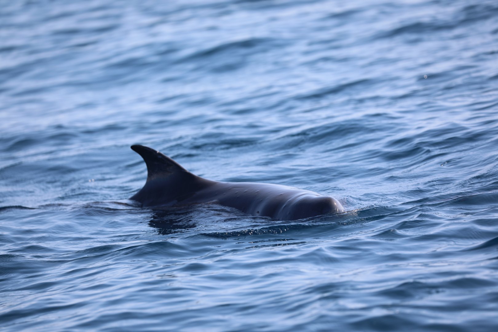 Dwarf Sperm Whale (Kogia sima)
