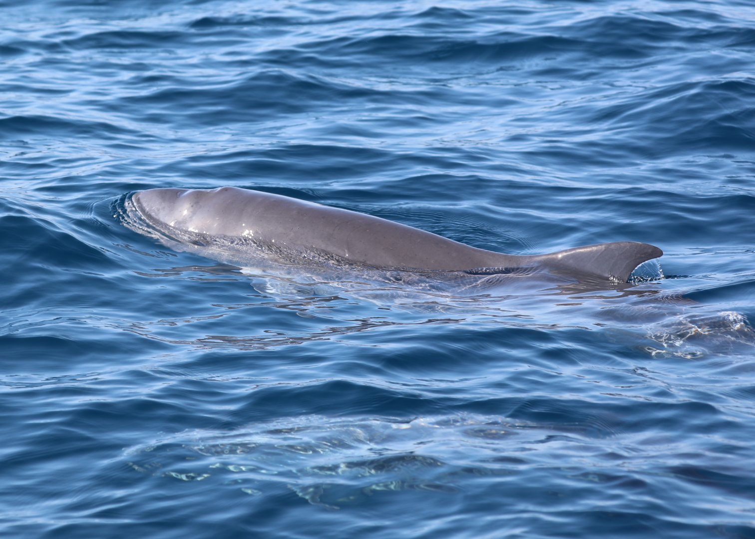 Dwarf Sperm Whale (Kogia sima)