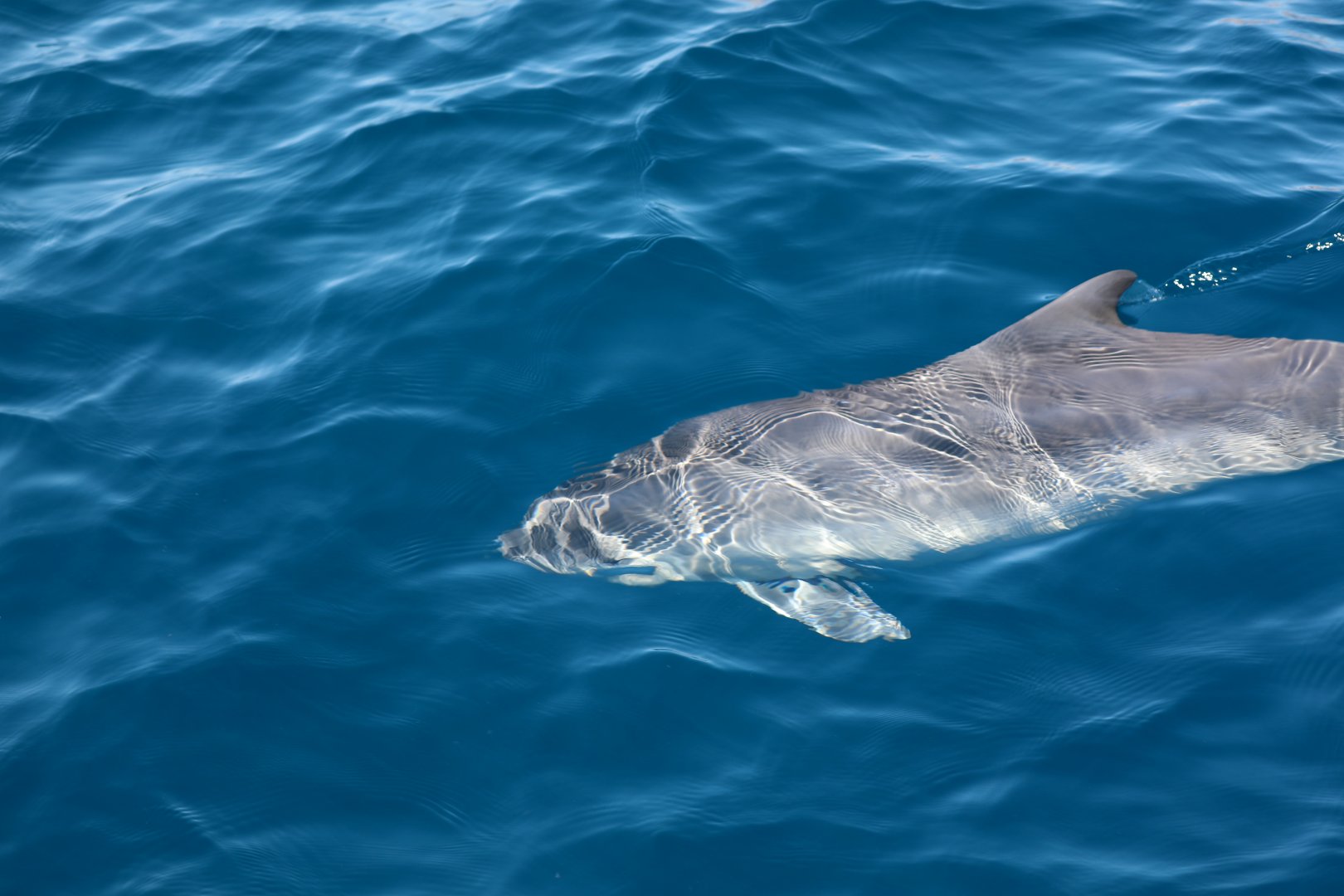 Dwarf Sperm Whale (Kogia sima)
