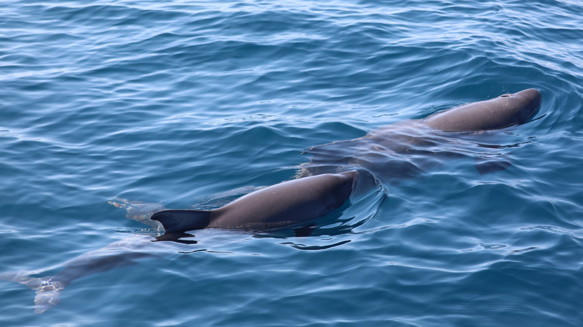 Dwarf Sperm Whale (Kogia sima)