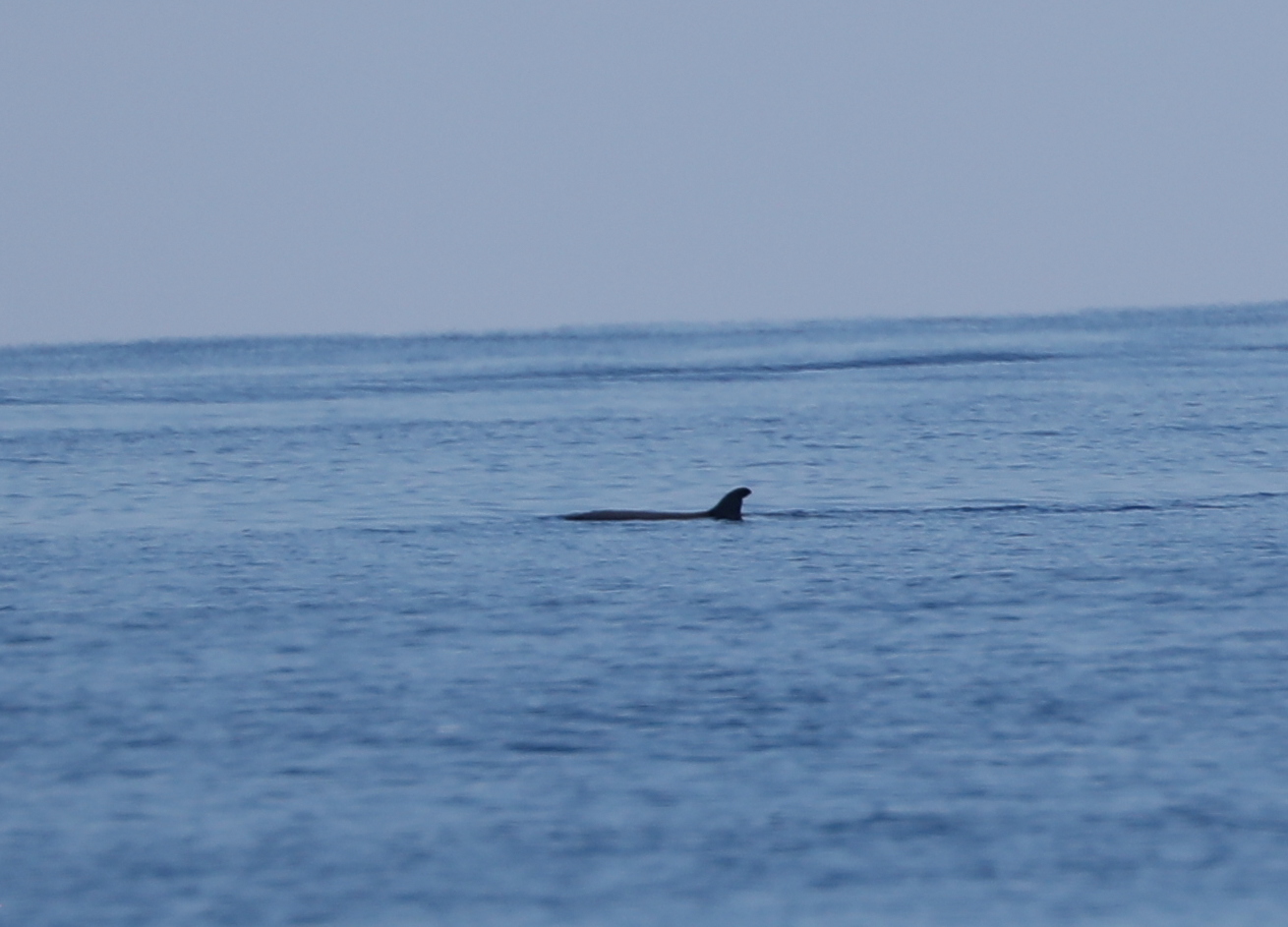Dwarf Sperm Whale (Kogia sima)