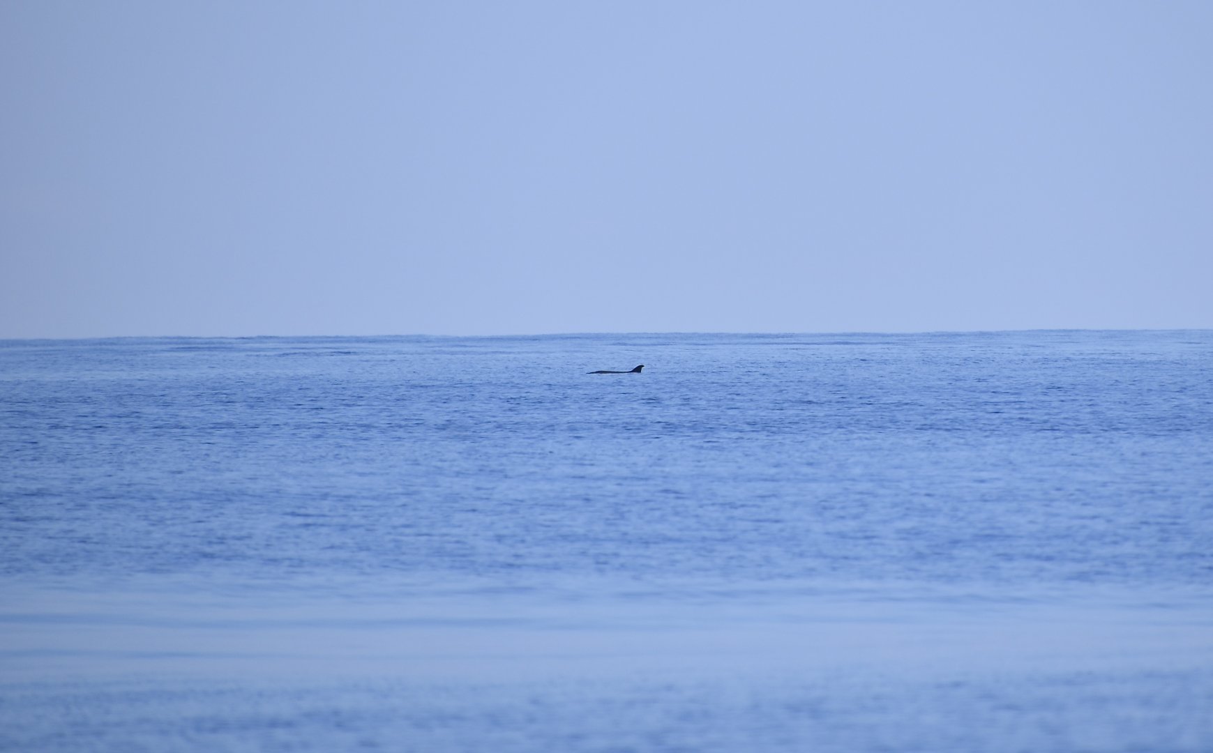 Dwarf Sperm Whale (Kogia sima)