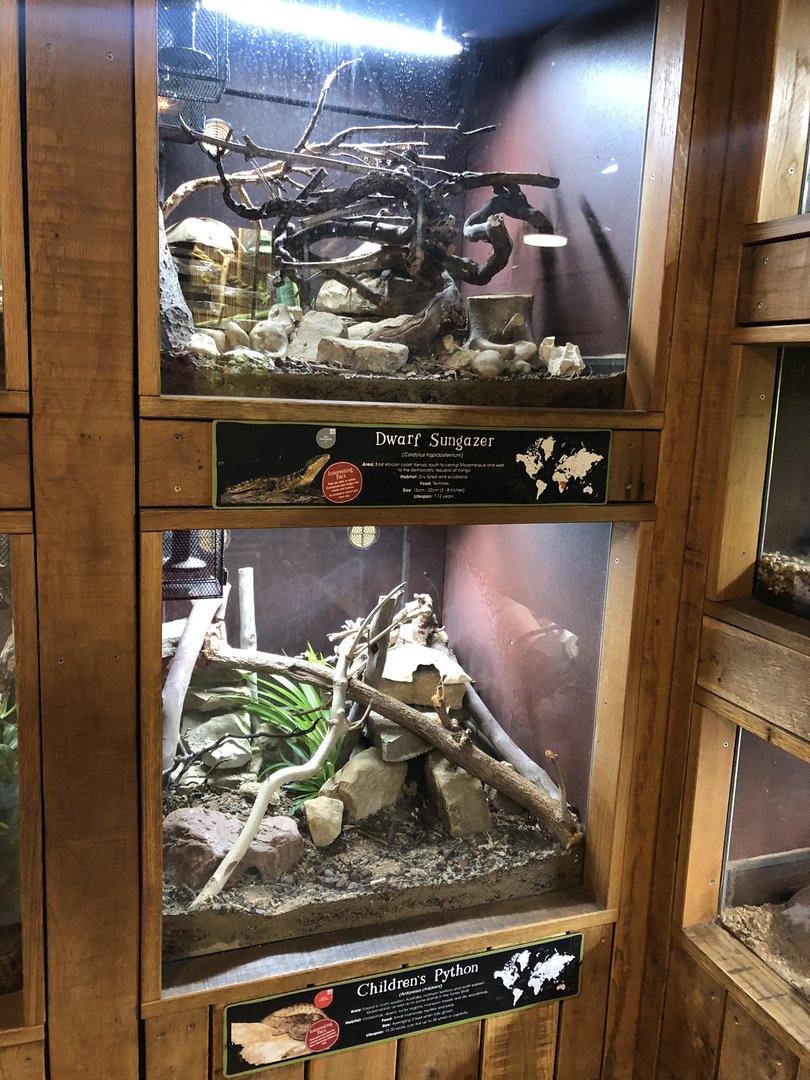 Dwarf Sungazer / Children's Python Enclosures at Cannon Hall Farm (September 2023)