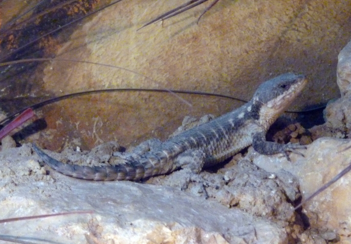 Dwarf sungazer (Cordylus tropidosternum)