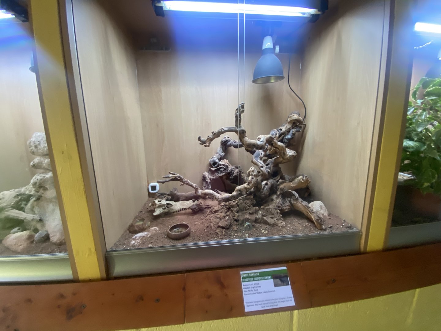 Dwarf sungazer exhibit - IOW Reptilarium 150923