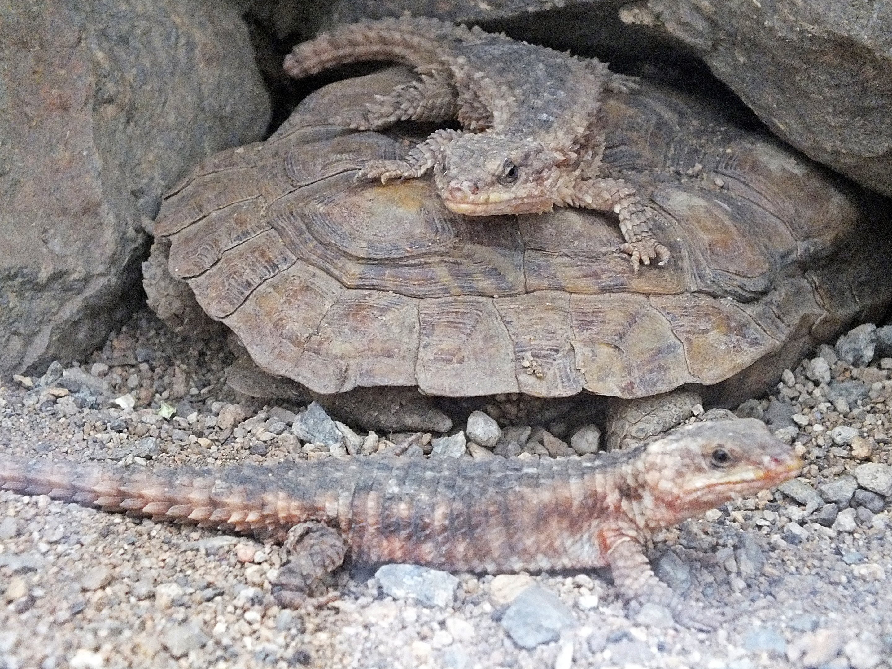Dwarf sungazers on a pancake tortoise