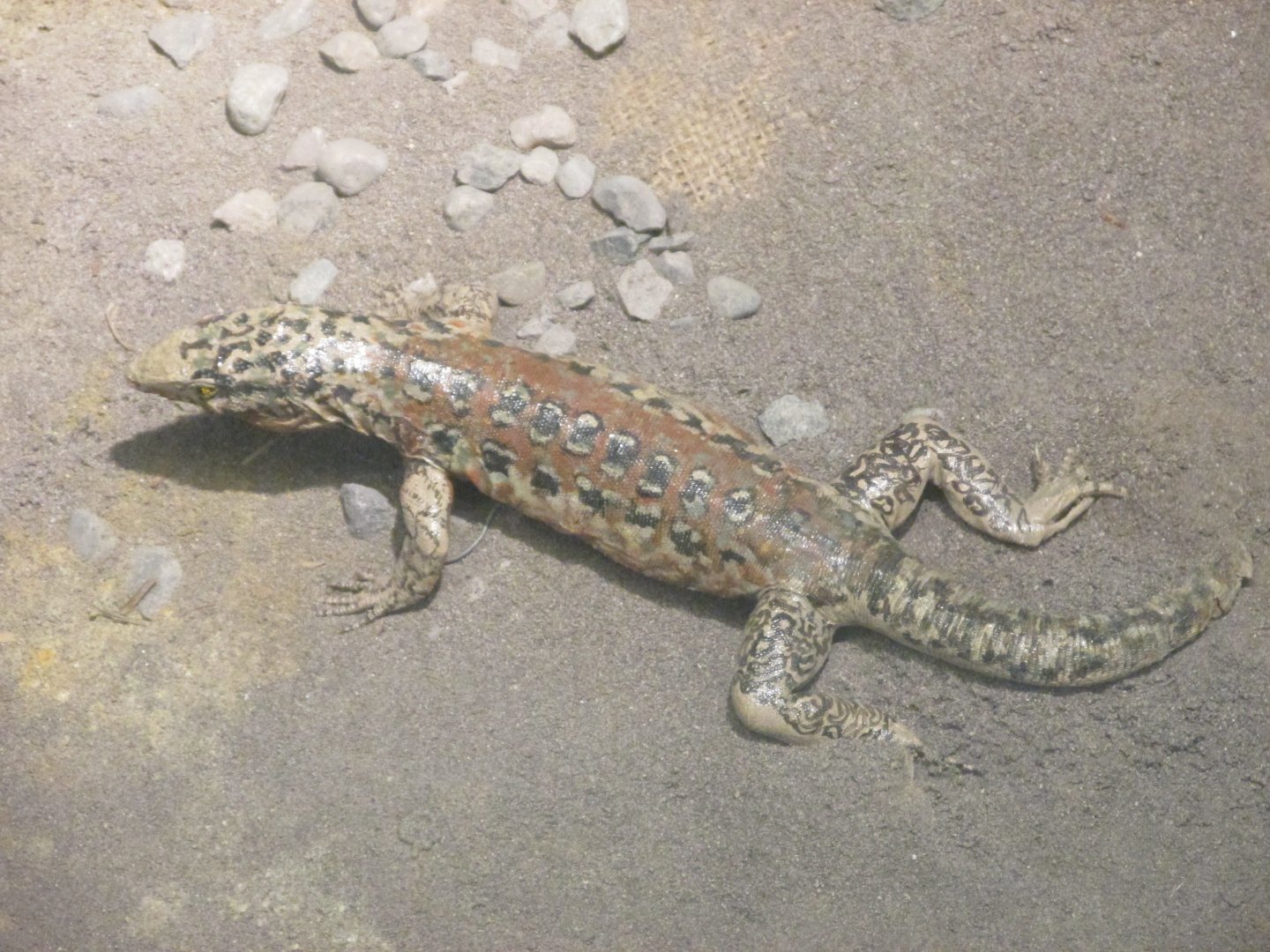 dwarf tegu MUSEO de historia natural Santiago Chile