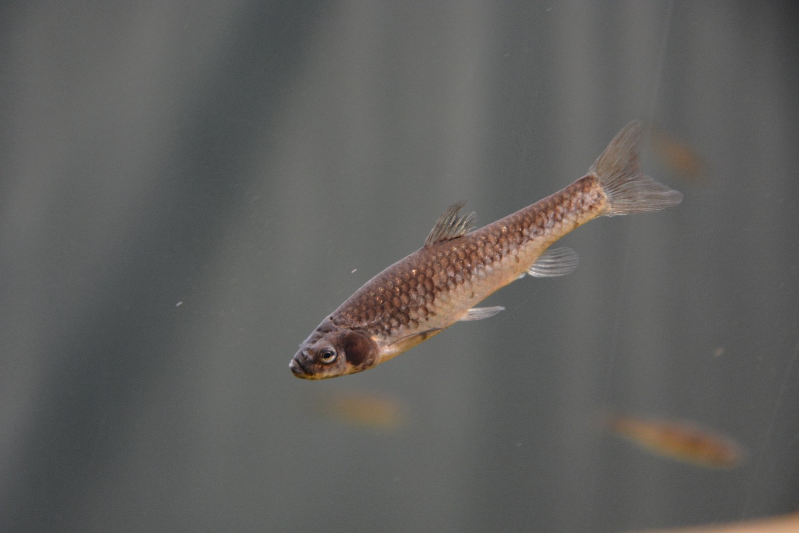 Dwarf topmouth minnow (Pseudorasbora pugnax)