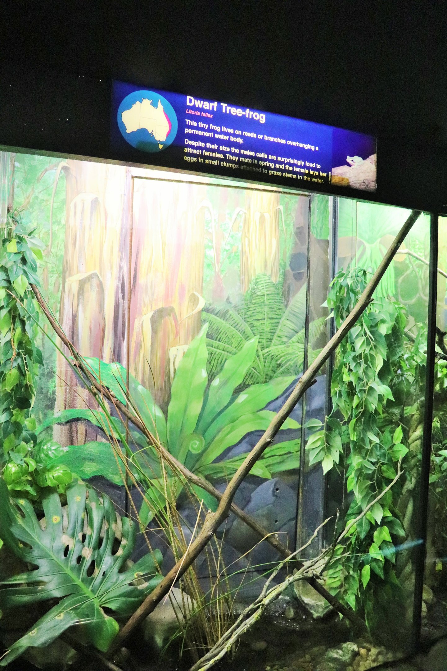 Dwarf Tree Frog Enclosure