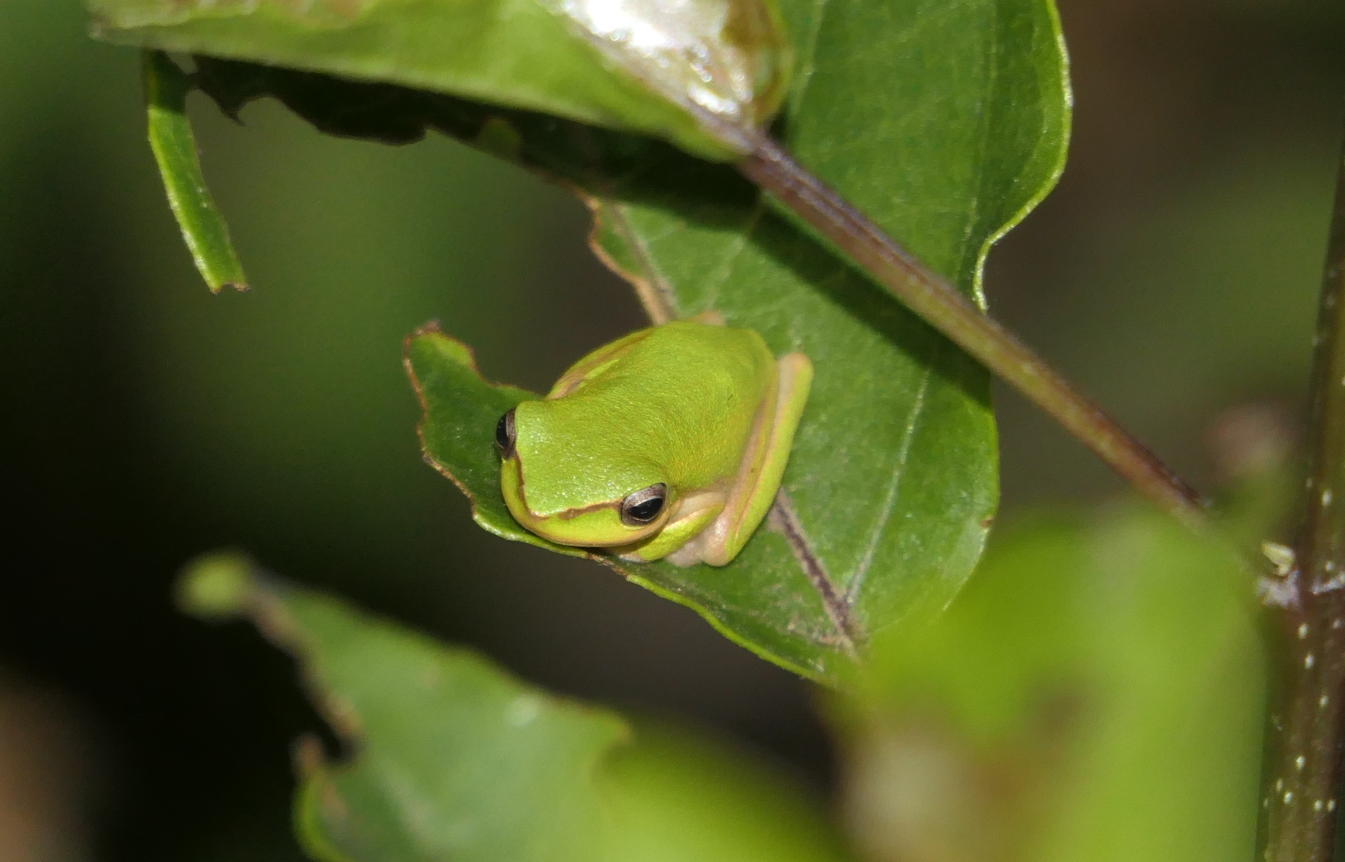 Dwarf tree frog sp. (Litoria fallax/bicolor complex)