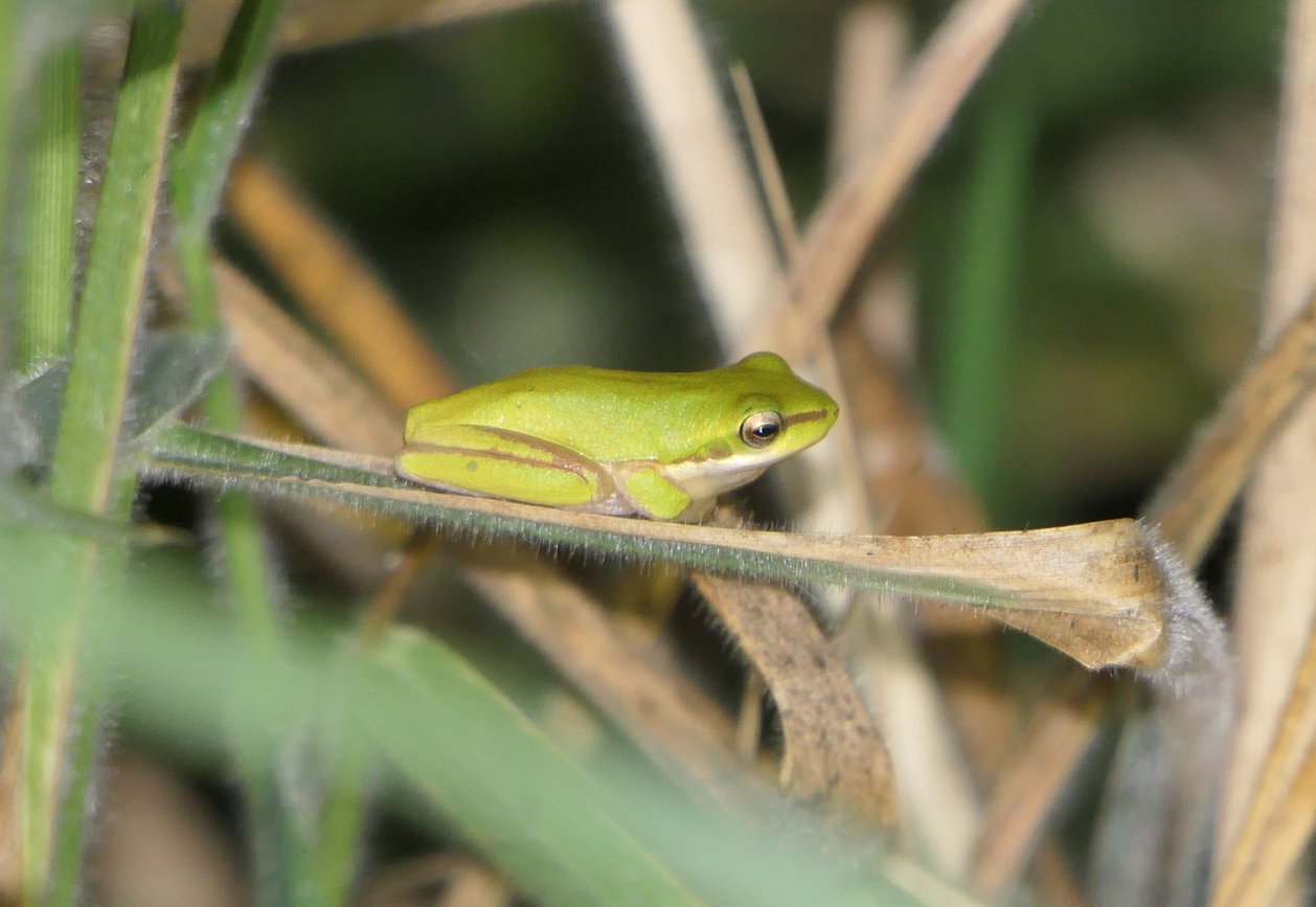 Dwarf tree frog sp. (Litoria fallax/bicolor complex)