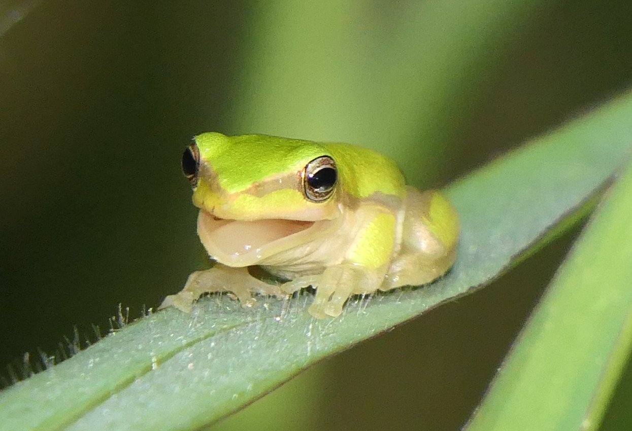 Dwarf tree frog sp. (Litoria fallax/bicolor)