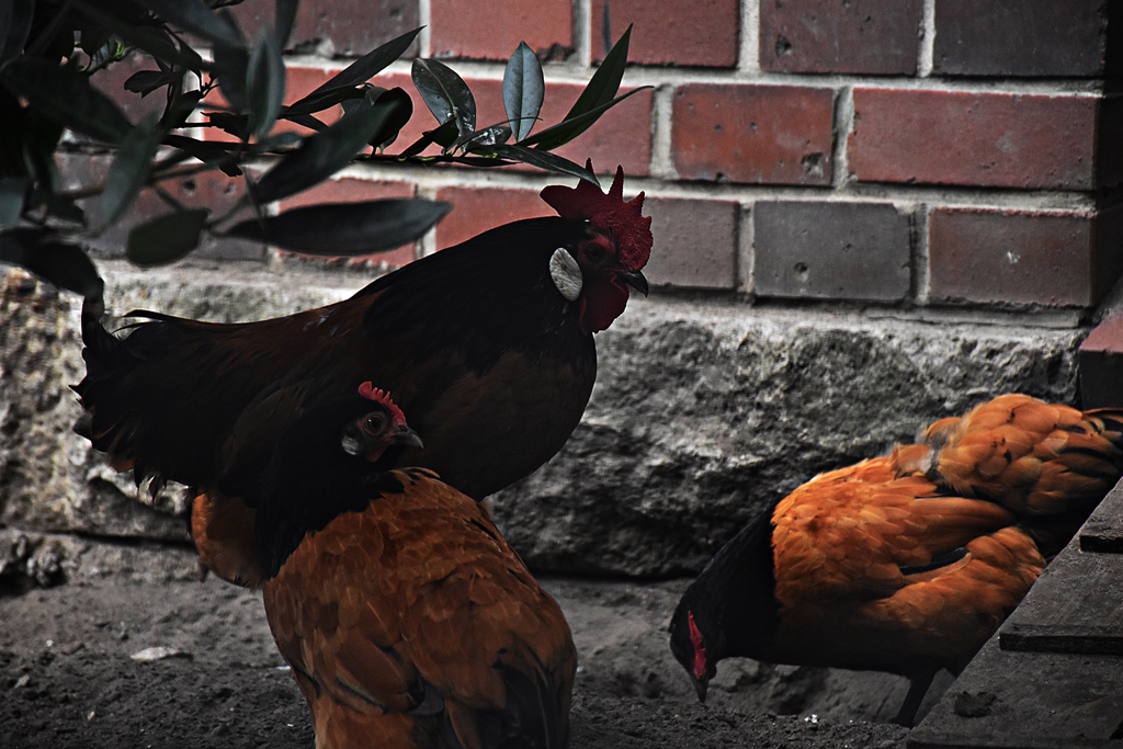 Dwarf Vorwerk chicken