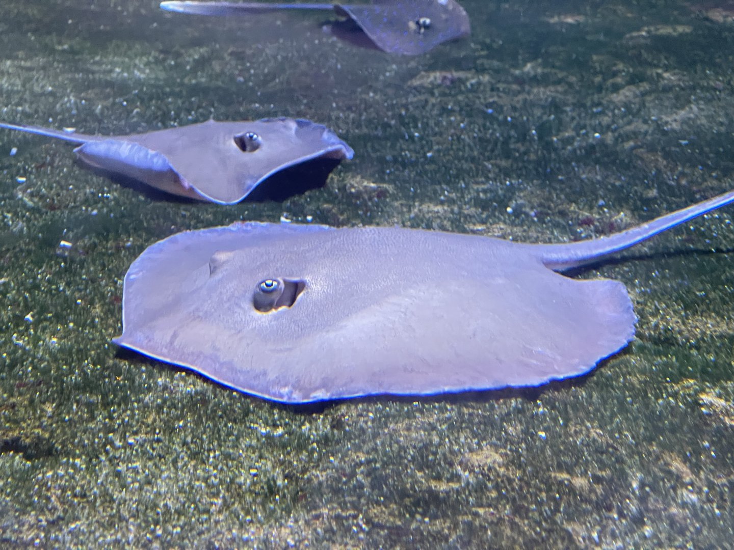 dwarf whipray (brevitrygon walga) (1)