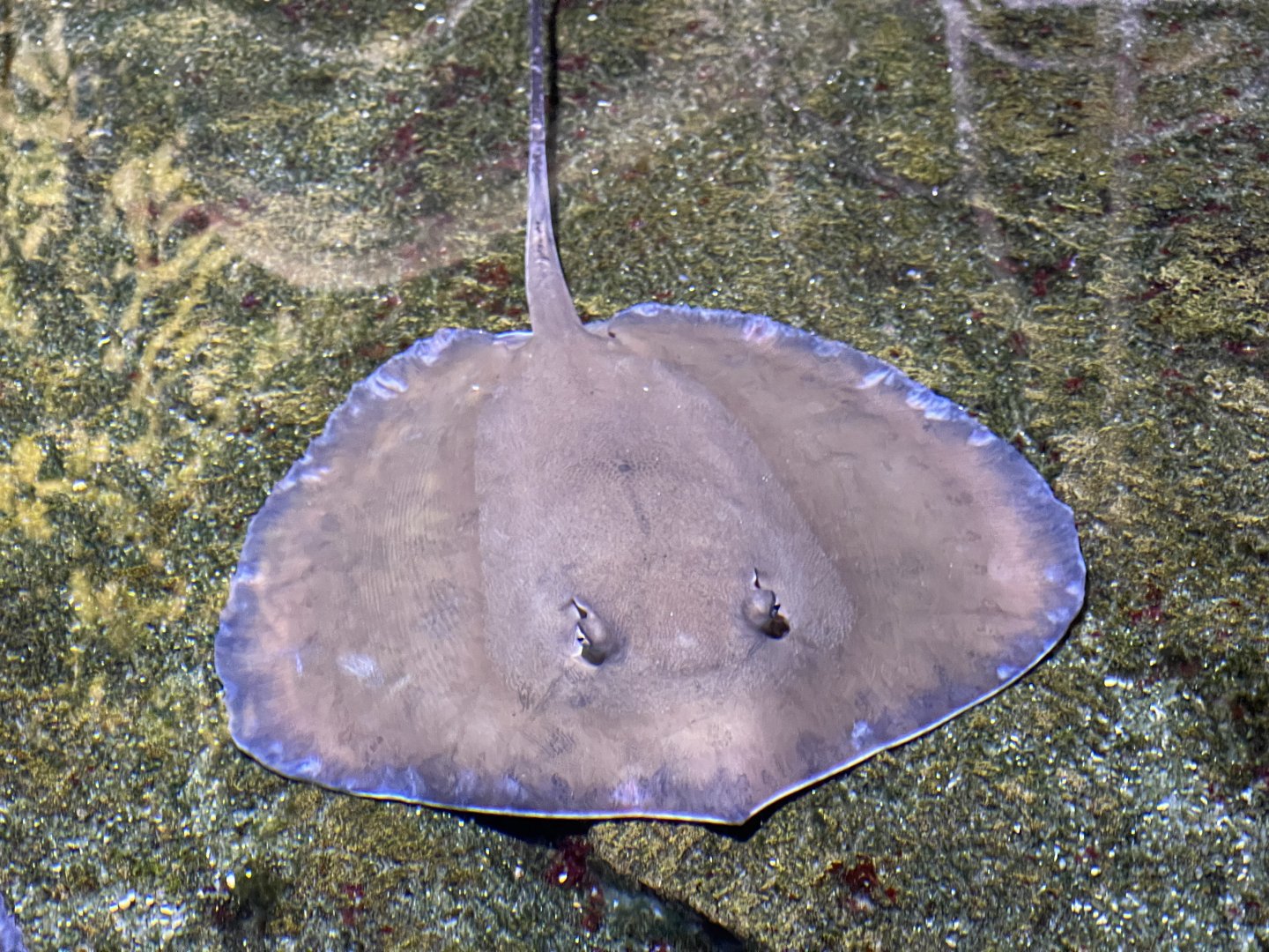 dwarf whipray (brevitrygon walga) (2)