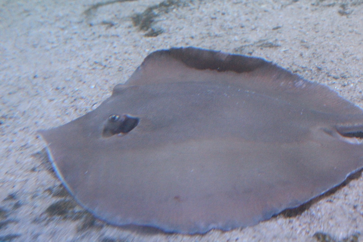 Dwarf whipray (Brevitrygon walga)