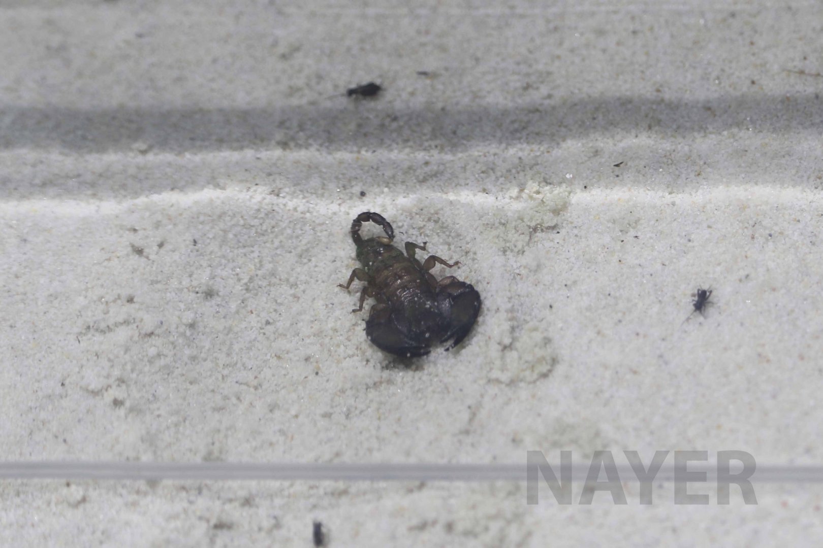 Dwarf wood scorpion, October 2017