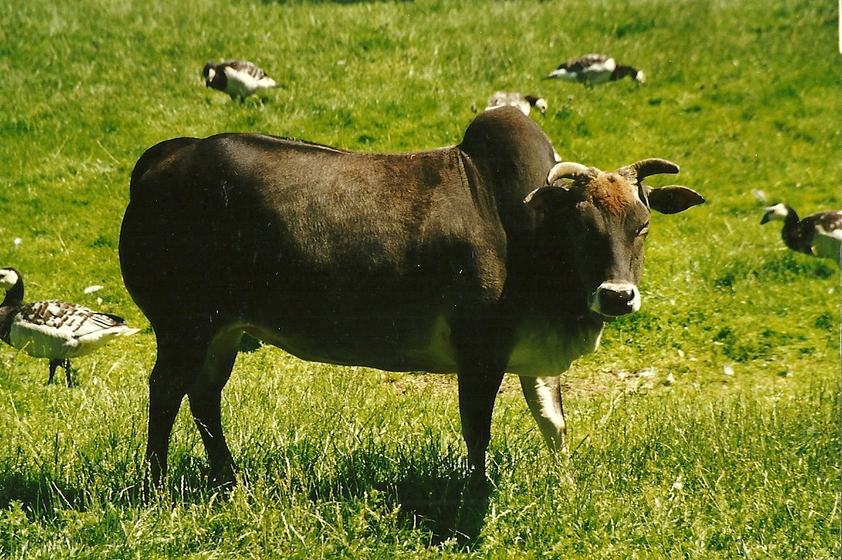 Dwarf Zebu 19th July 1997
