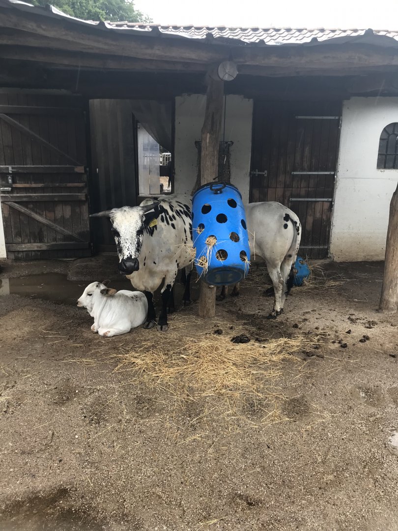 Dwarf Zebu (6/23/25)