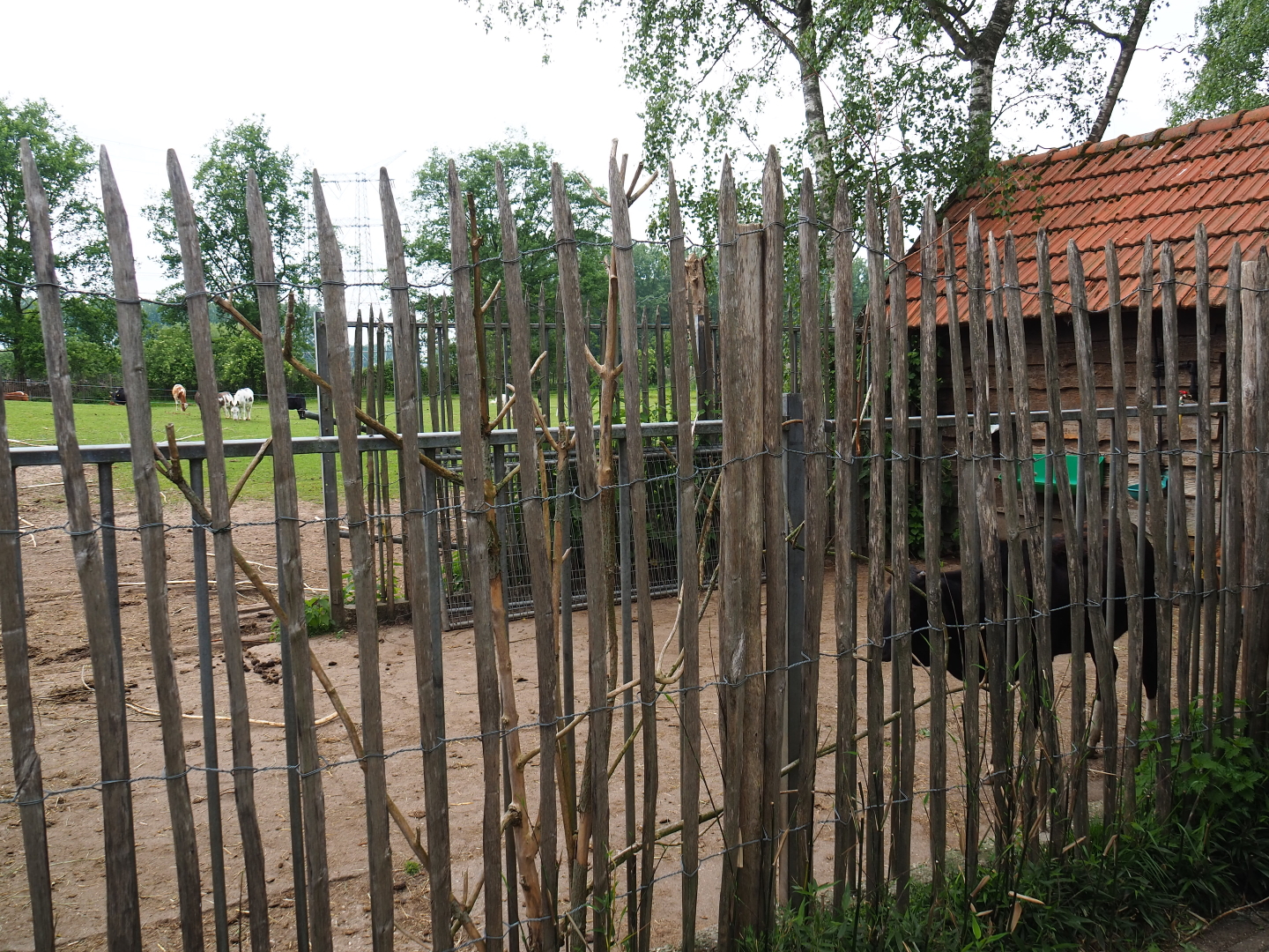 Dwarf zebu and Miniature donkey barn and hardstand, 2019-05-25