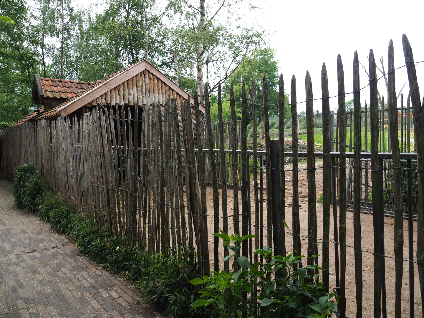 Dwarf zebu and Miniature donkey barn and hardstand, 2019-05-25