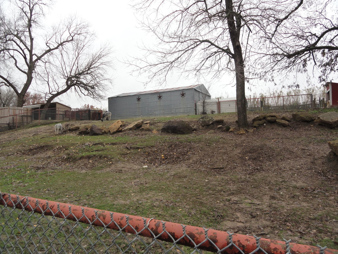 Dwarf Zebu and Miniature Donkey Exhibit